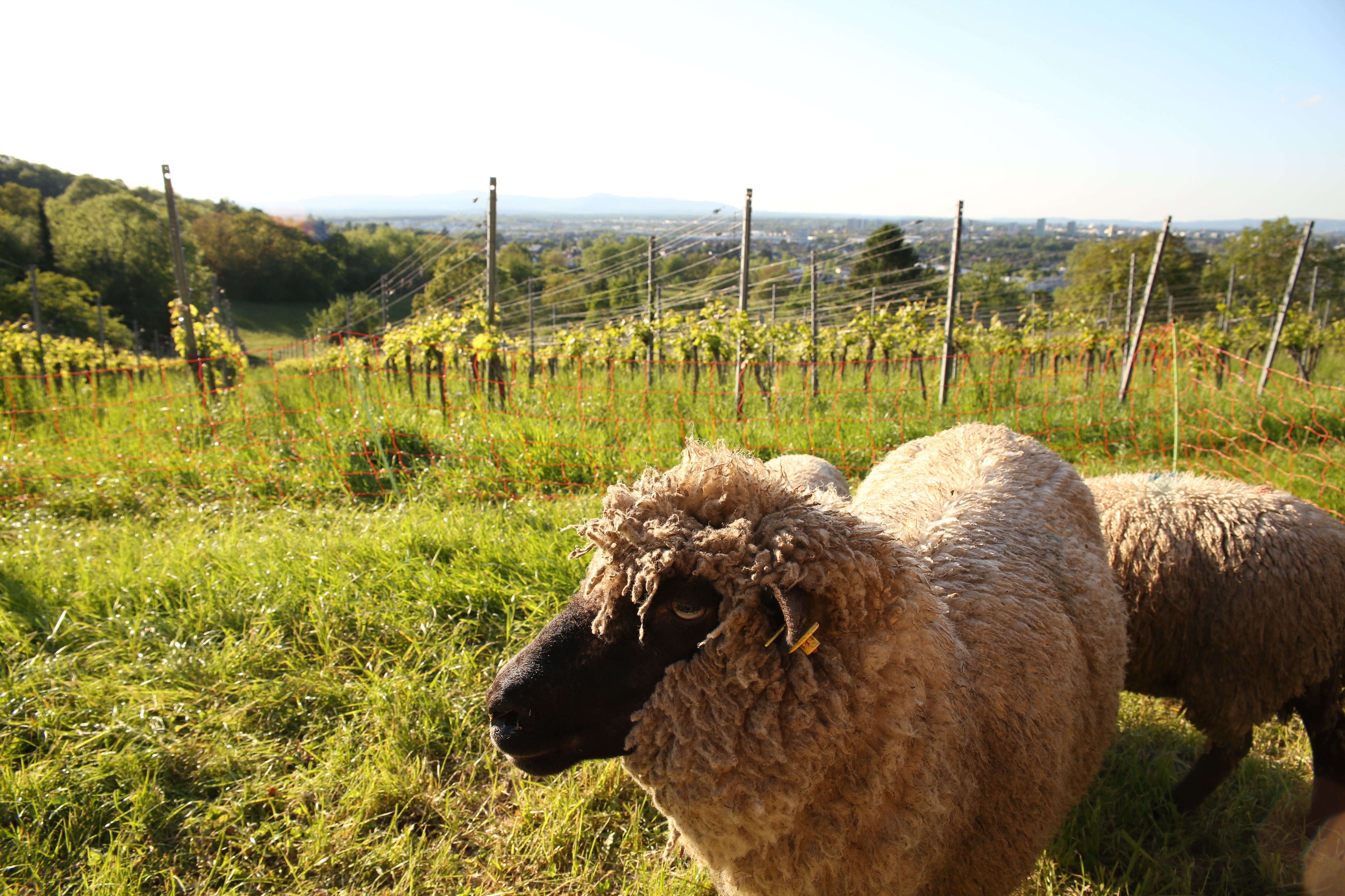 Shropshire kurz vor dem Einsatz