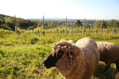 Shropshire kurz vor dem Einsatz