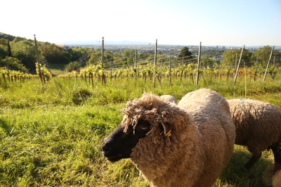 Shropshire kurz vor dem Einsatz